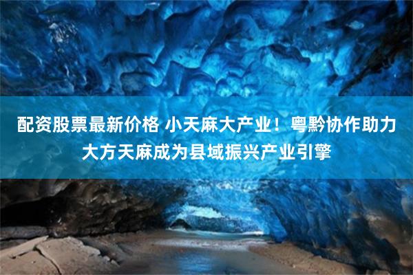 配资股票最新价格 小天麻大产业！粤黔协作助力大方天麻成为县域振兴产业引擎